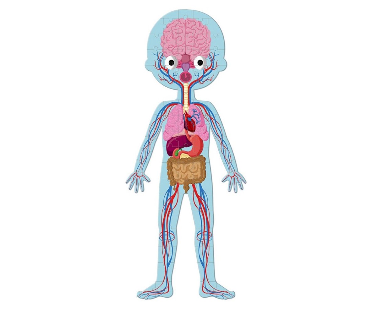 4 Quebra-Cabeças Educacionais O Corpo Humano