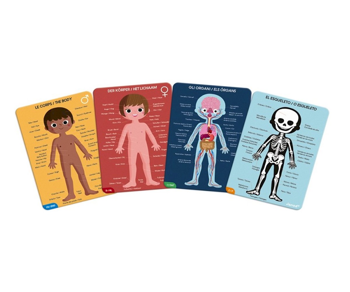 4 Quebra-Cabeças Educacionais O Corpo Humano