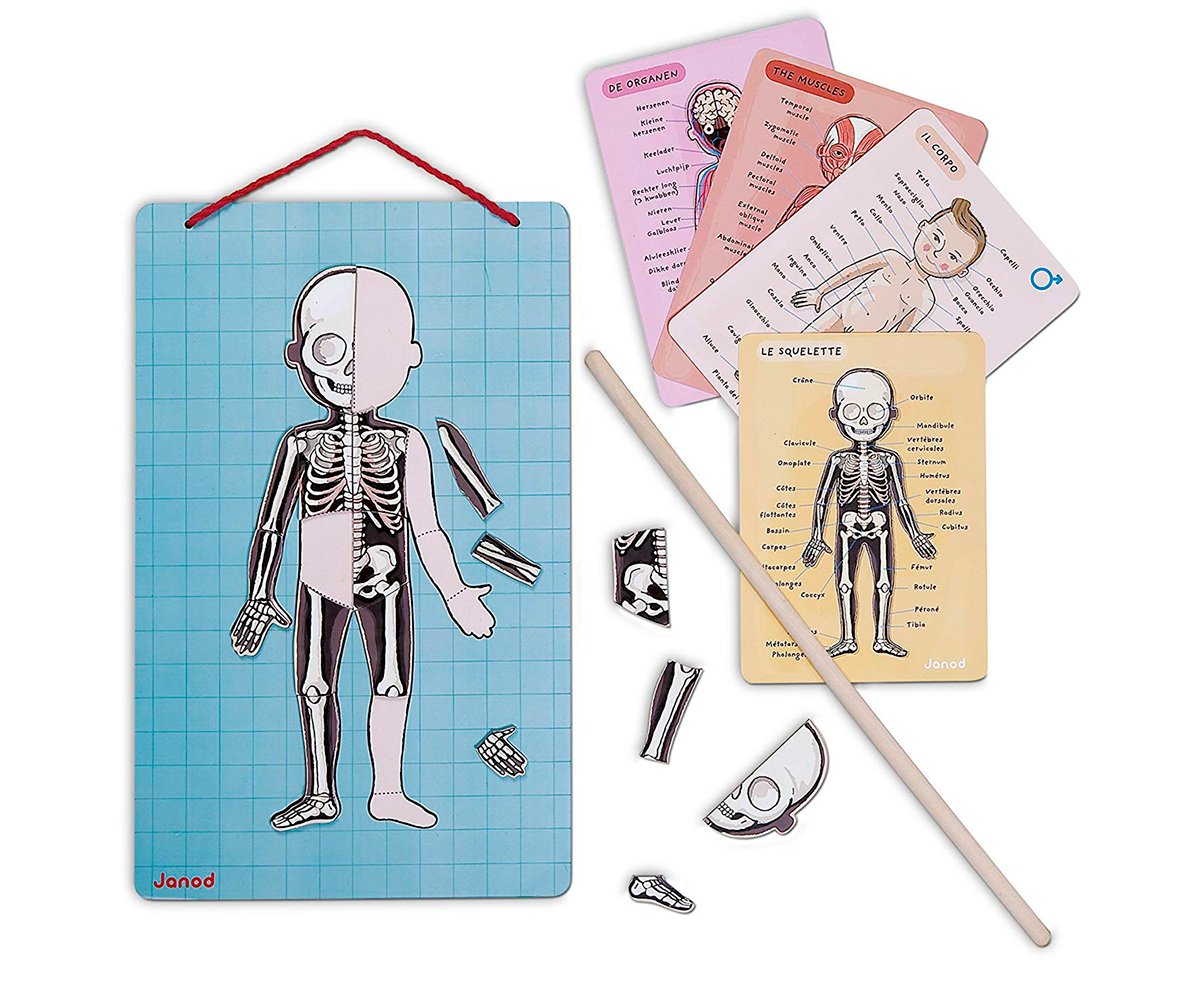 Puzzle Magnetico Corpo Umano