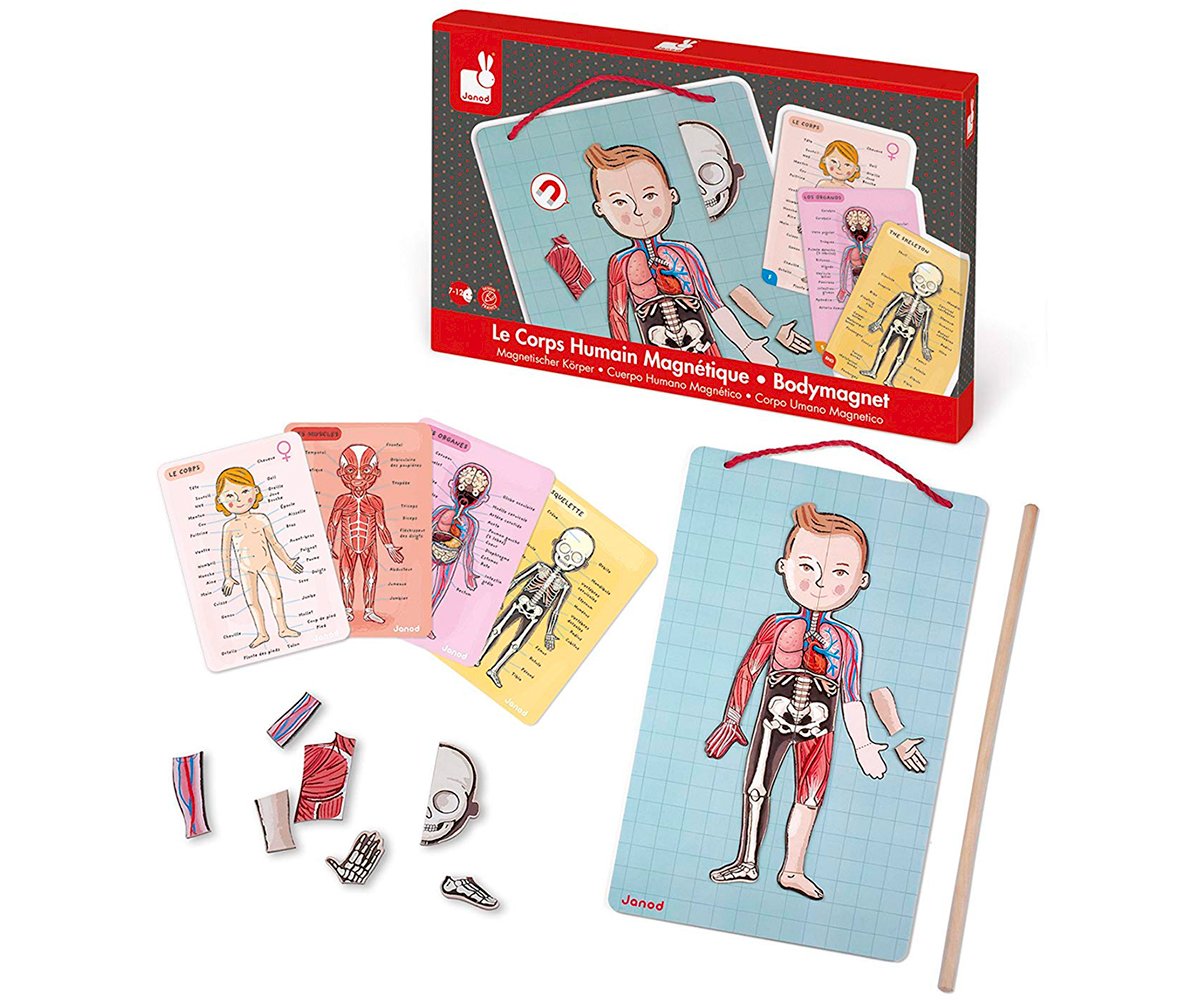 Puzzle Magnetico Corpo Umano