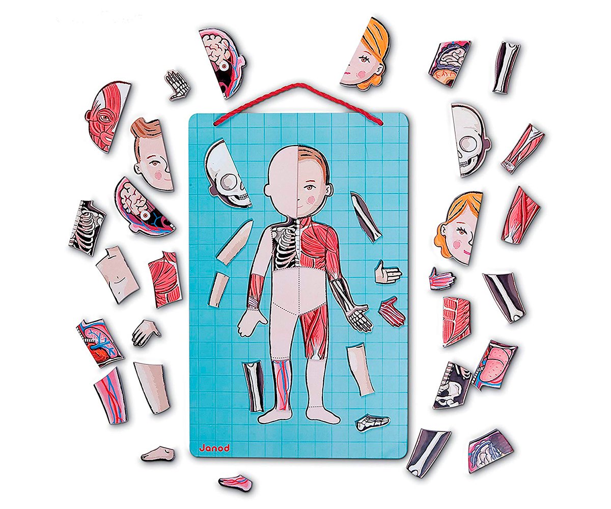 Puzzle Magnetico Corpo Umano